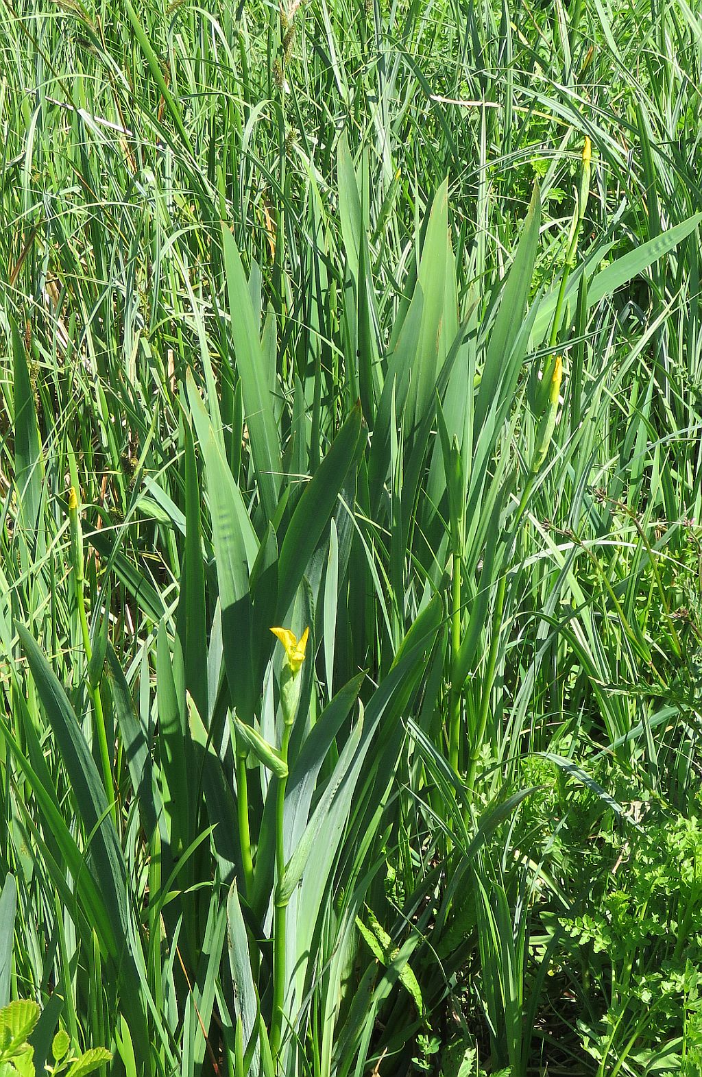  Yellow iris  